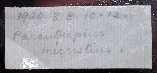 Pareutropius micristius Regan, 1920 - 1920.3.8.10-12; Pareutropius micristius; image of jar label; ACSI project image