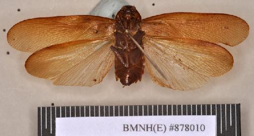 Nauphoeta foveolata Walker, 1868 - Nauphoeta foveolata Walker, F, 1868, unsexed, holotype, ventral. Photographer: Heidi Hopkins. BMNH(E)#878010