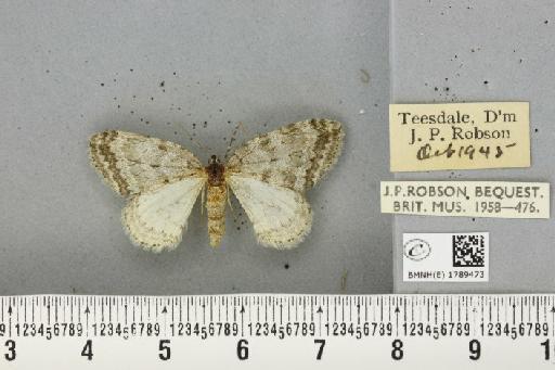 Epirrita dilutata (Denis & Schiffermüller, 1775) - BMNHE_1789473_359449