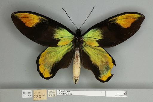 Ornithoptera victoriae regis Rothschild, 1895 - 013602508__