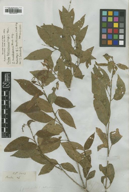 Croton klotzschianus Thwaites - BM000951451