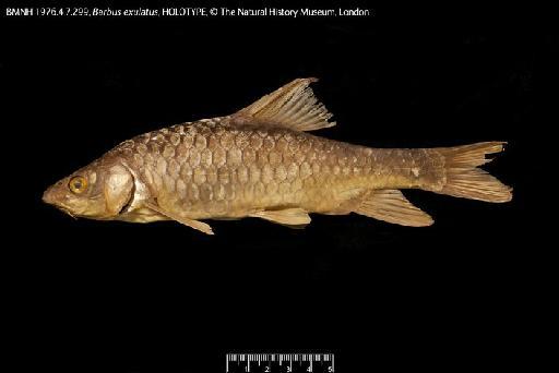 Barbus exulatus Clarke, 1977 - BMNH 1976.4.7.299, Barbus exulatus HOLOTYPE