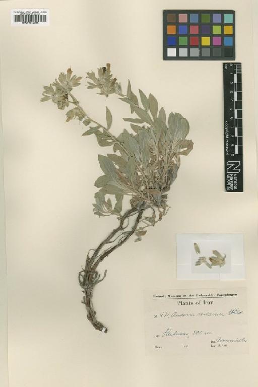 Onosma sericea Willd. - BM001050248