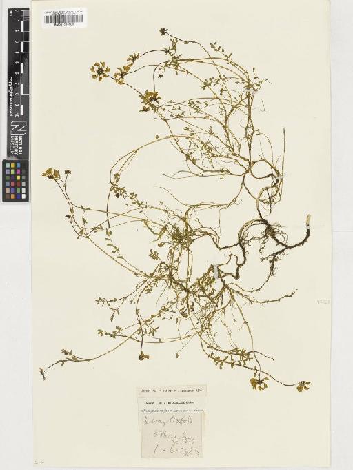 Hippocrepis comosa L. - BM001036086