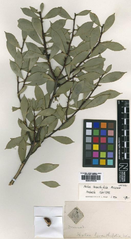 Hakea loranthifolia Meisn. - BM000798228