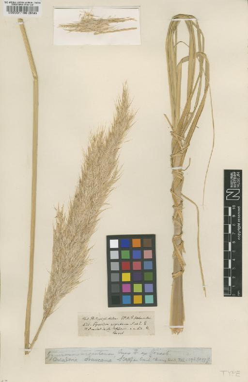 Cortaderia araucana Stapf - BM000031196