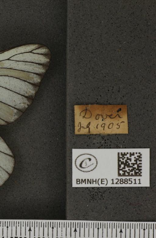 Aporia crataegi (Linnaeus, 1758) - BMNHE_1288511_label_125745