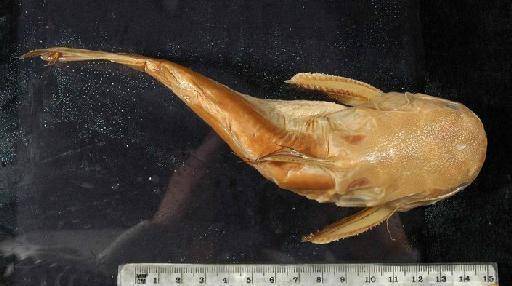 Auchenipterus obscurus Günther, 1863 - 1864.1.21.13-14b; Auchenipterus obscurus; dorsal view; ACSI Project image
