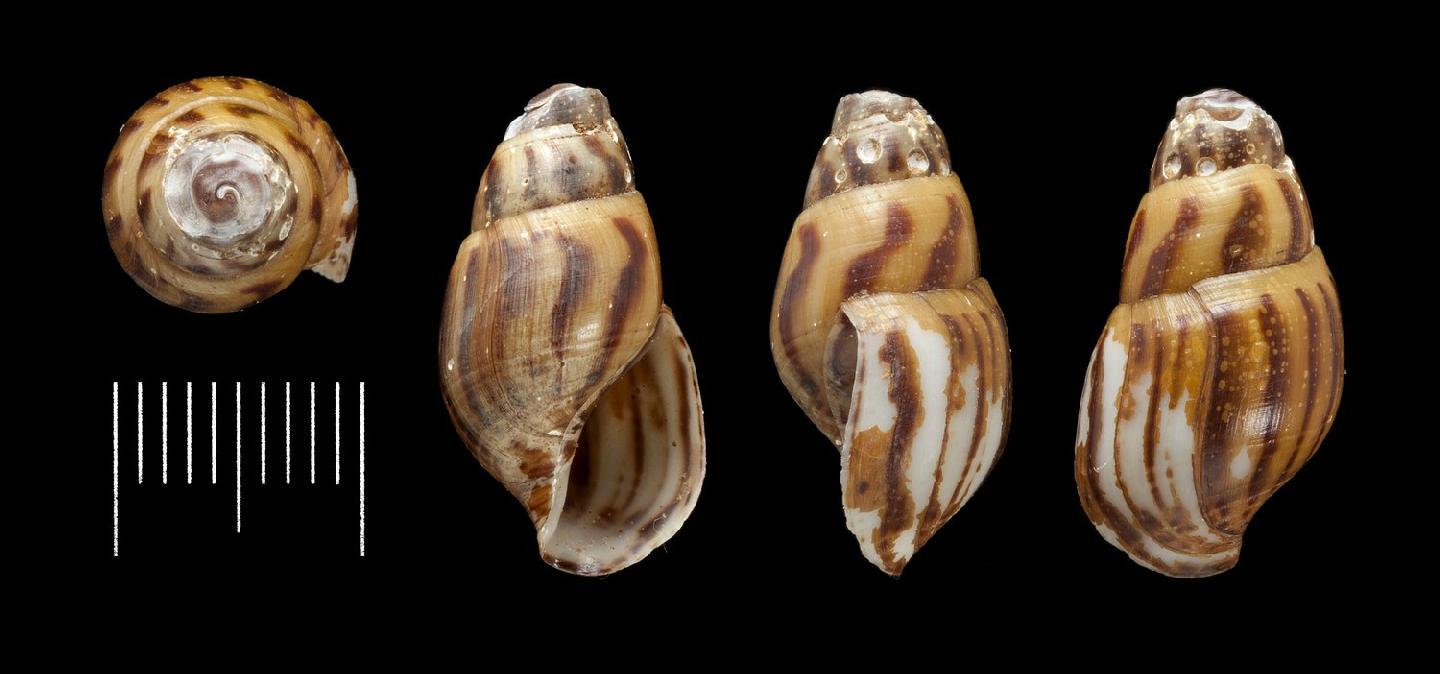 To NHMUK collection (Hemisinus obesus Reeve, 1860; LECTOTYPE & PARALECTOTYPE(S); NHMUK:ecatalogue:6513362)