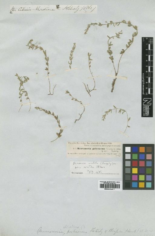 Micromeria cristata subsp. orientalis P.H.Davis - BM000884917