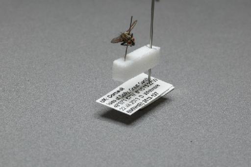 Sarcophaga (Myorhina) nigriventris Meigen, 1826 - 015092568_additional_3