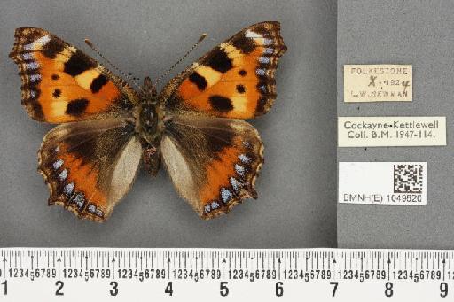 Aglais urticae ab. violescens Slevogt, 1900 - BMNHE_1049620_45137