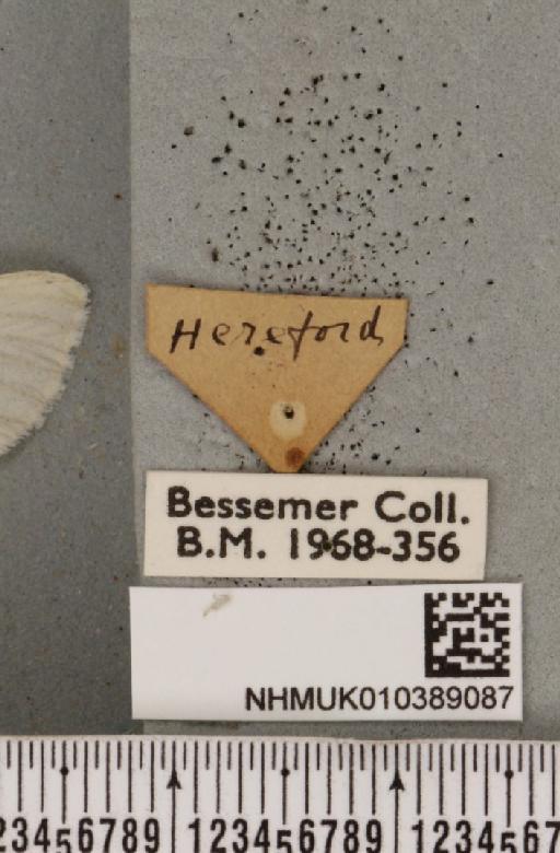 Spilosoma urticae Pazsiczky, 1915 - NHMUK_010389087_label_509636