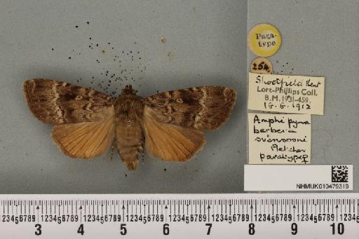 Amphipyra berbera svenssoni Fletcher, D.S., 1968 - NHMUK_010479319_571714