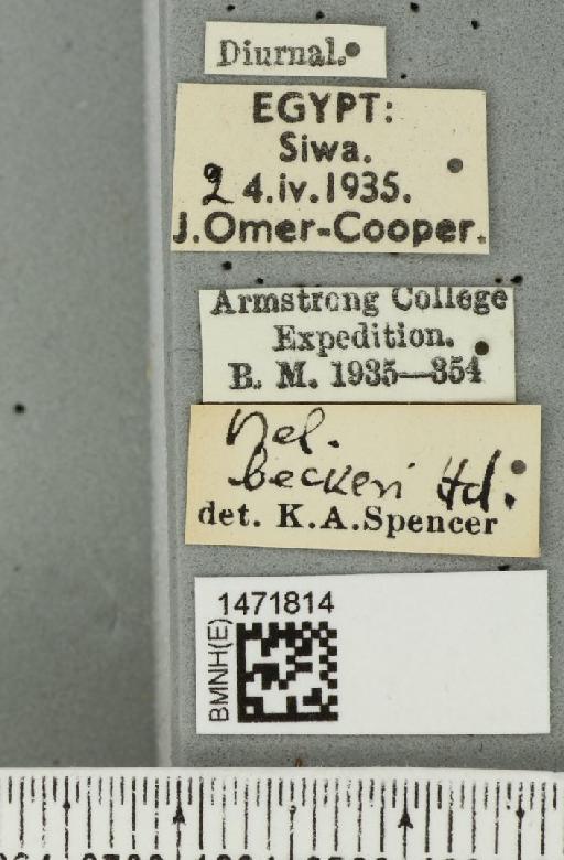 Ophiomyia beckeri (Hendel, 1923) - BMNHE_1471814_label_47029