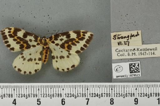 Abraxas grossulariata (Linnaeus, 1758) - BMNHE_1879625_437967