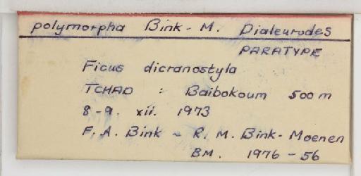 Dialeurodes polymorpha Bink-Moenen, 1983 - 013501650_additional