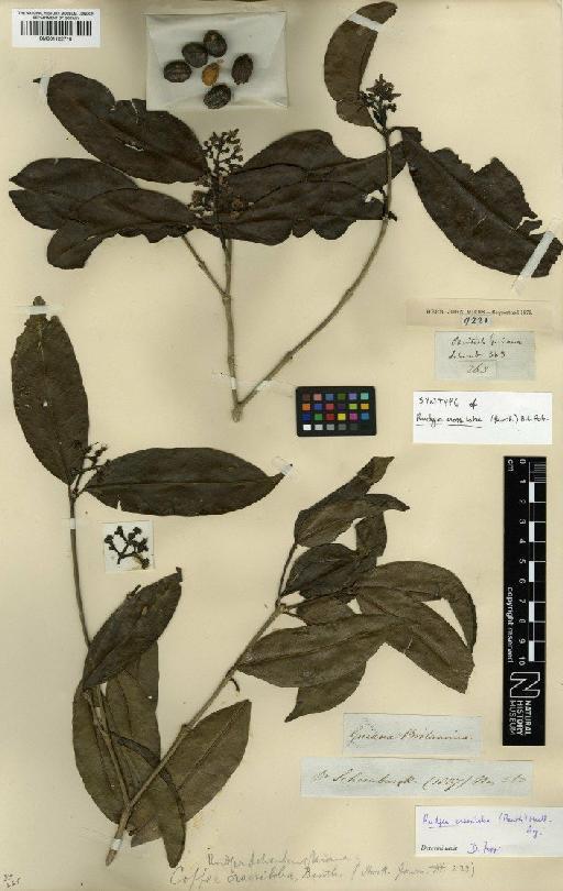 Rudgea crassiloba (Benth.) B.L.Rob. - BM001122710