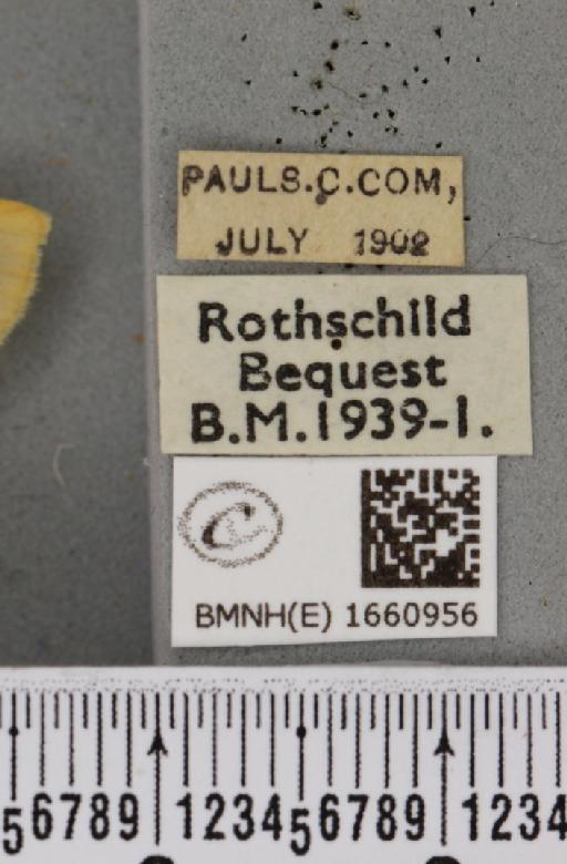 Cybosia mesomella (Linnaeus, 1758) - BMNHE_1660956_label_284639