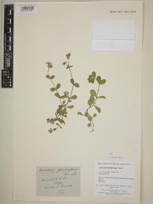 Cerastium glomeratum Thuill. - BM013411866