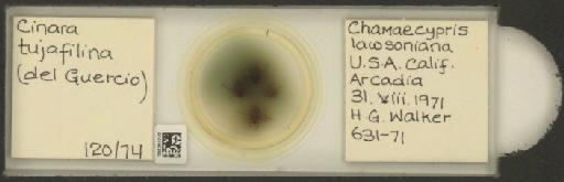 Cinara (Cupressobium) tujafilinus Del Guercio, 1909 - 010180250_112974_1093875