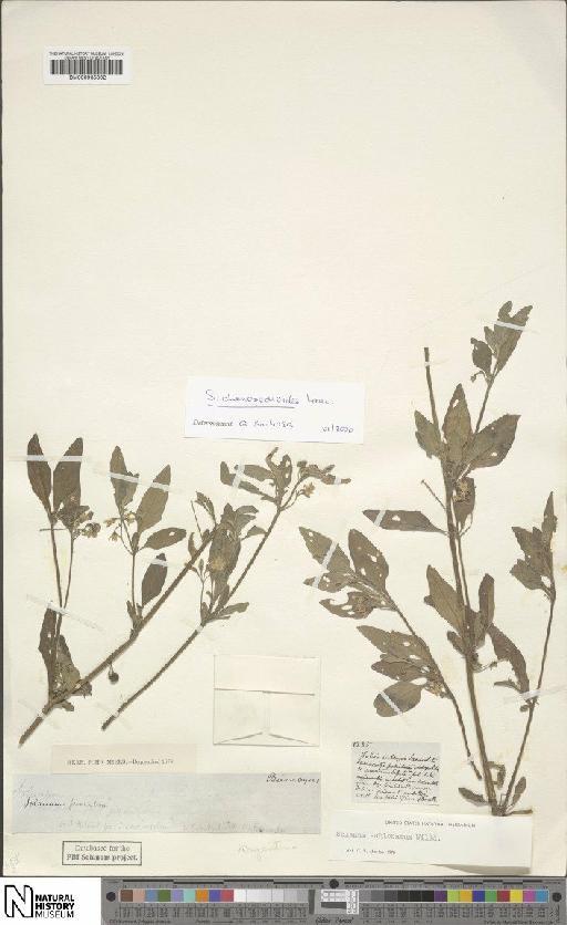 Solanum chenopodioides Lam. - BM000935802