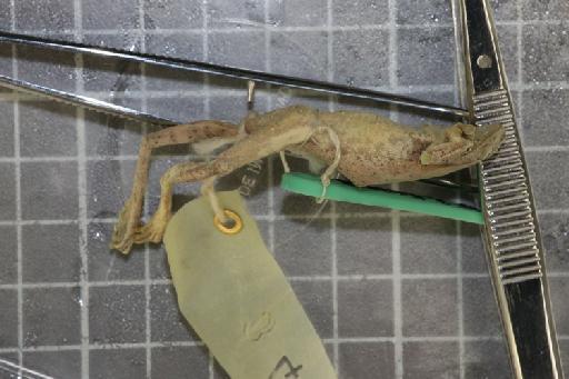 Rhacophorus turpes - Image of specimen 1974.828-832\1974.831