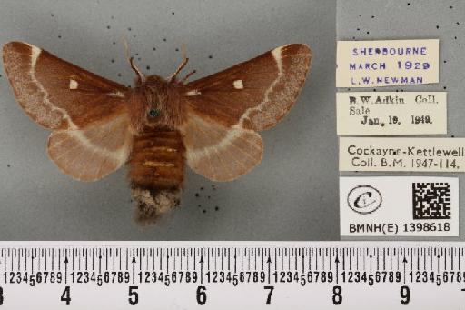 Eriogaster lanestris (Linnaeus, 1758) - BMNHE_1398618_191411