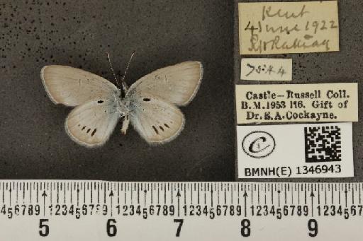 Cupido minimus ab. striata Tutt, 1908 - BMNHE_1346943_150670