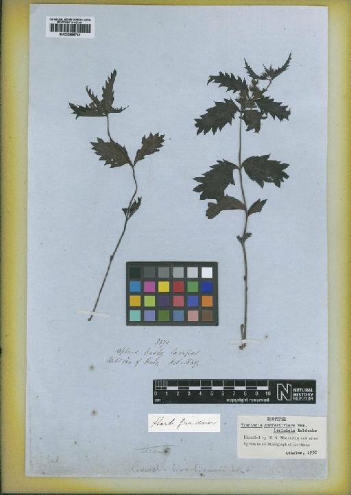 Casselia confertiflora var. laciniata (Moldenke) Moldenke - BM000895741