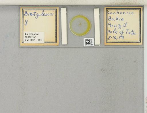 Brumptomyia nitzulescui Costa Lima, 1932 - 015268089_811512_1329267_157792_NoStatus