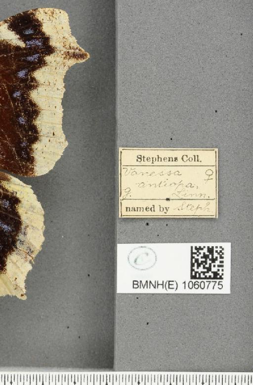 Nymphalis antiopa (Linnaeus, 1758) - BMNHE_1060775_label_21130