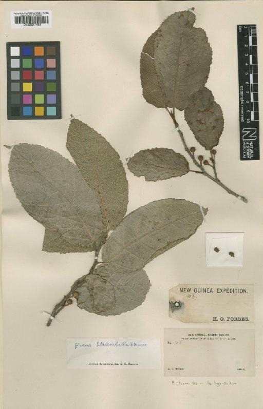 Ficus trachypison K.Schum. - BM000951823