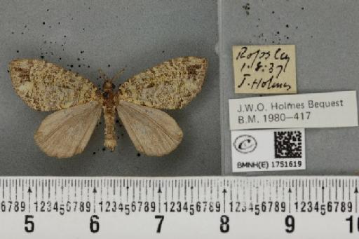 Hydriomena furcata (Thunberg, 1784) - BMNHE_1751619_328537