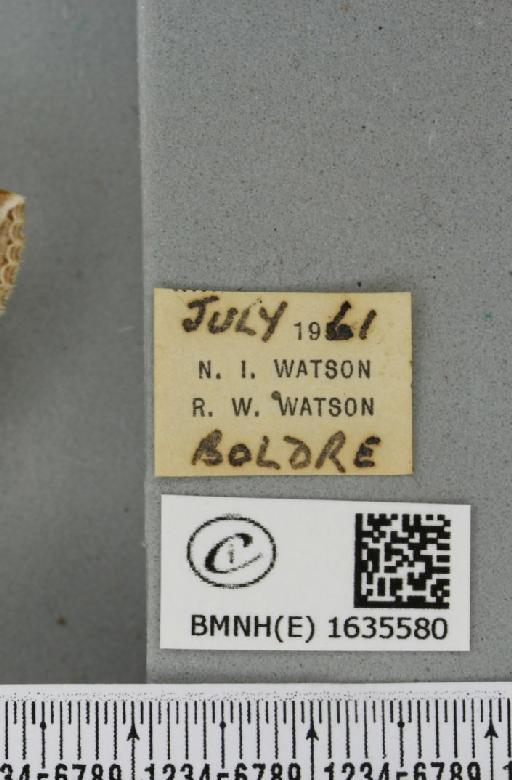 Habrosyne pyritoides (Hufnagel, 1766) - BMNHE_1635580_label_202013