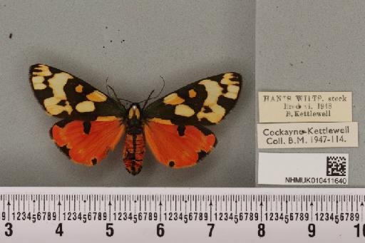 Callimorpha dominula (Linnaeus, 1758) - NHMUK_010411640_521470