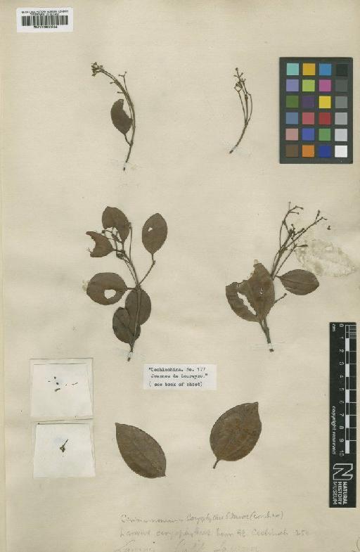 Cinnamomum caryophyllus (Lour.) S.Moore - BM000950934