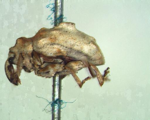 Conotrachelus albidus Marshall, 1940 - Conotrachelus albidus-BMNH(E)715594-type lateral