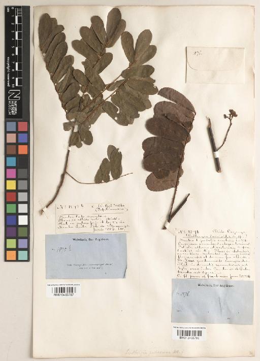 Dalbergia macrothyrsus Harms - BM013405787