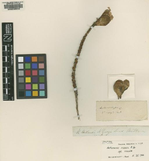 Anthocercis viscosa R.Br. - BM000629246