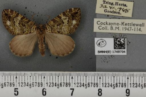 Hydriomena furcata ab. centrinotata Nitsche, 1933 - BMNHE_1749704_327322