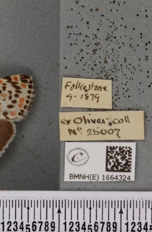 Utetheisa pulchella (Linnaeus, 1758) - BMNHE_1664324_label_283462