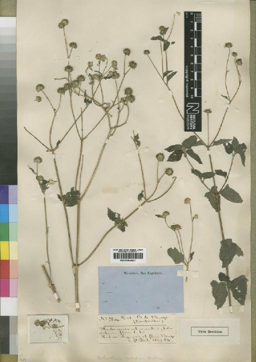 Melanthera triternata (Klatt) Wild - BM000924427