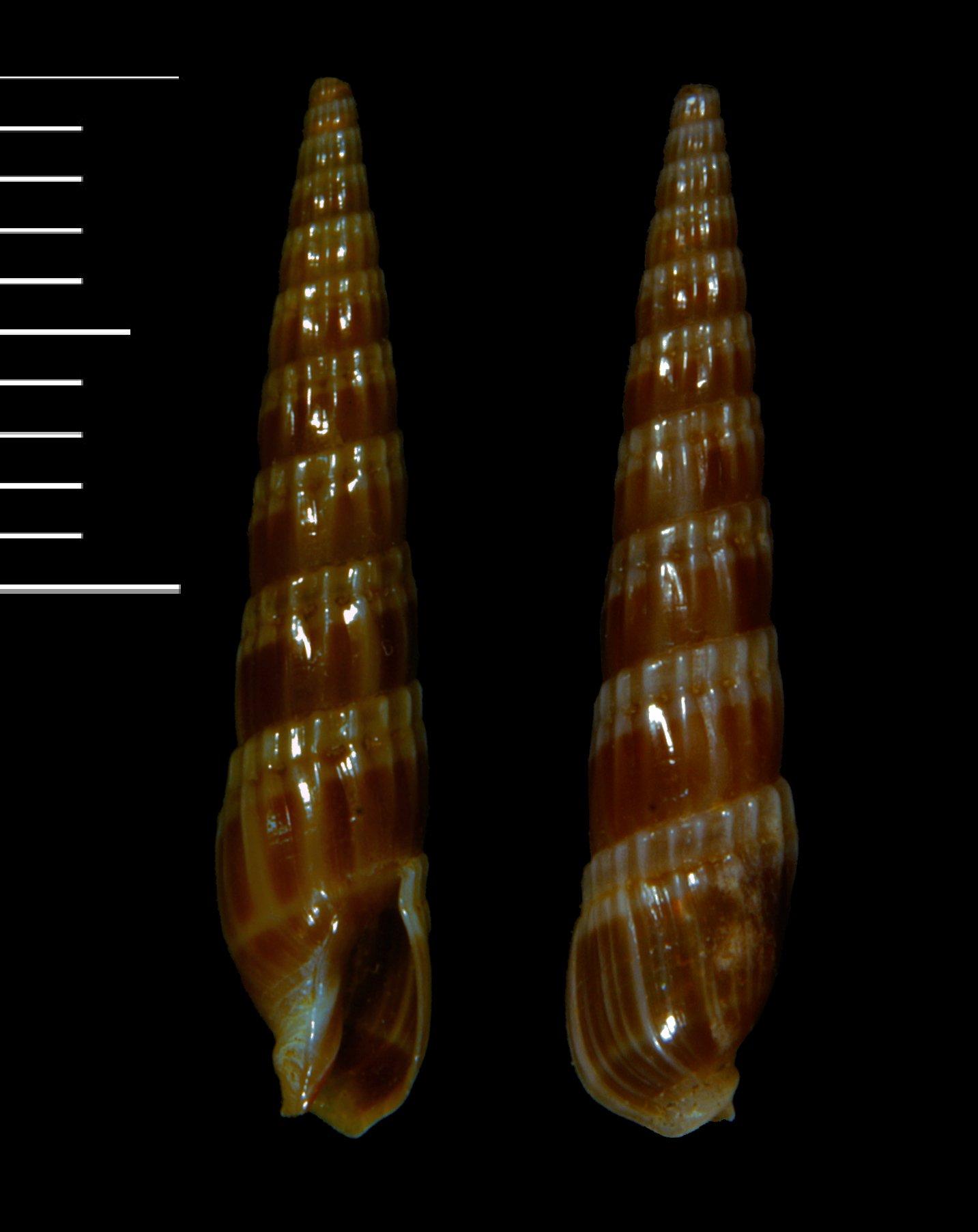 To NHMUK collection (Terebra paucincisa Bratcher, 1988; PARATYPE; NHMUK:ecatalogue:3512095)