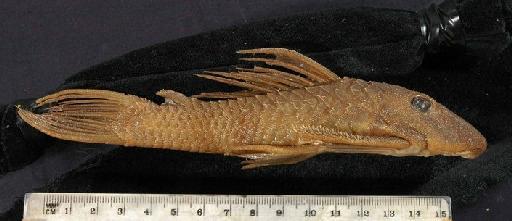 Plecostomus latirostris Regan, 1904 - 1892.4.20.26-7b; Plecostomus latirostris; lateral view; ACSI Project image