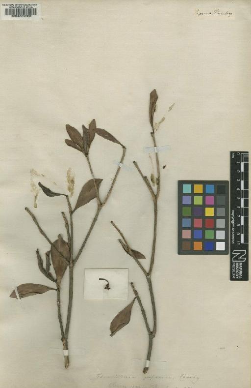 Ternstroemia japonica Thunb. - BM000601957