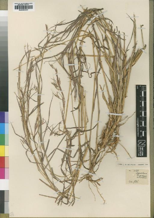 Hyparrhenia gazensis (Rendle) Stapf - BM000923517