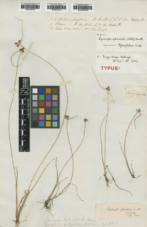 Lipocarpha sphacelata (Vahl) Kunth - BM000959100