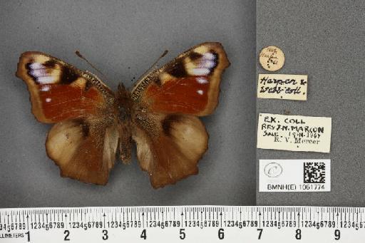 Aglais io (Linnaeus, 1758) - BMNHE_1061774_22490