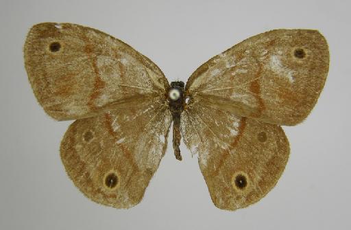 Euptychia fetna Butler, 1870 - BMNH(E)_ 1267124_Euptychia_fetna_Butler_T_female_ (2)